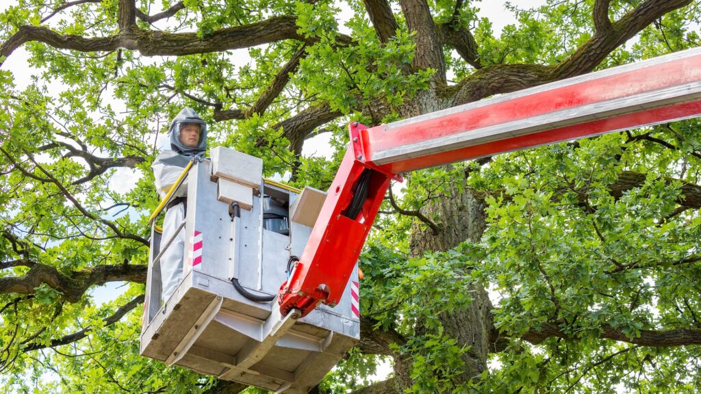 Mann bekämpft Eichenprozessionsspinner in einem Baum